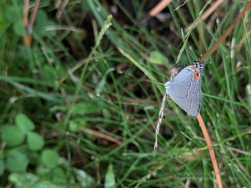 Gray Hairstreak