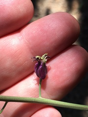 Streptanthus campestris