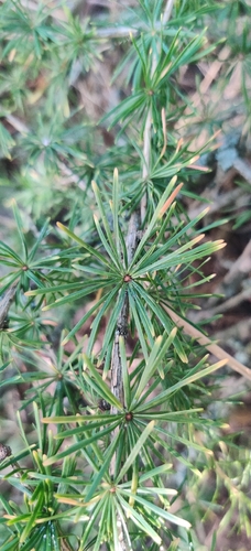 Larix decidua