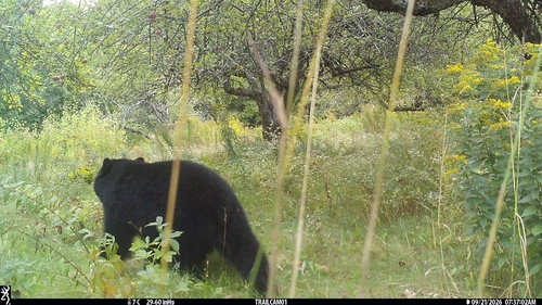 American Black Bear