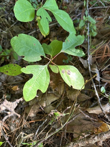 sassafras