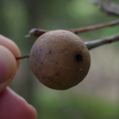 Oak Marble Gall Wasp