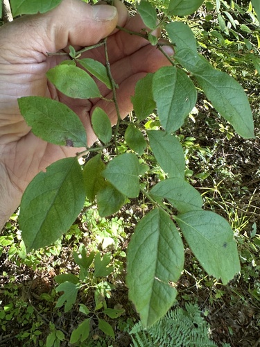 Northern highbush blueberry