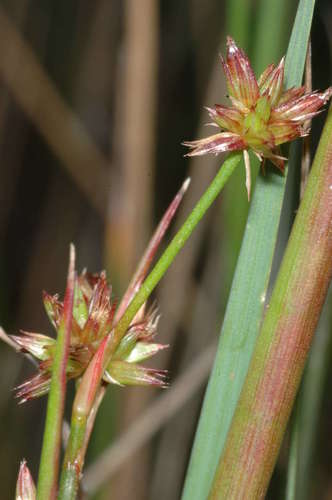 Image of Juncus holoschoenus by (c) Chris Lindorff, some rights reserved (CC BY)