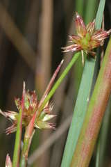 Juncus holoschoenus