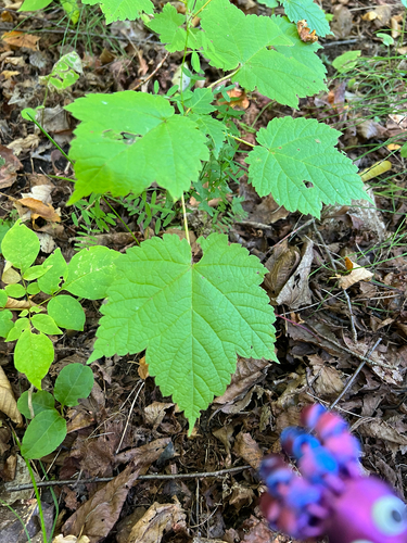 Mountain Maple