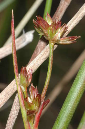 Image of Juncus holoschoenus by (c) Chris Lindorff, some rights reserved (CC BY)