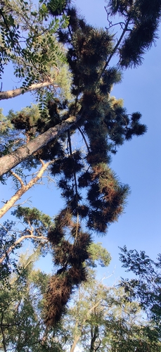 Pinus nigra