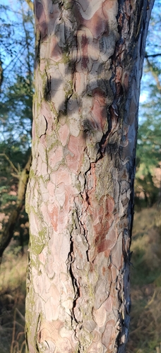 Pinus nigra, photograph 2