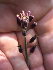 Streptanthus campestris