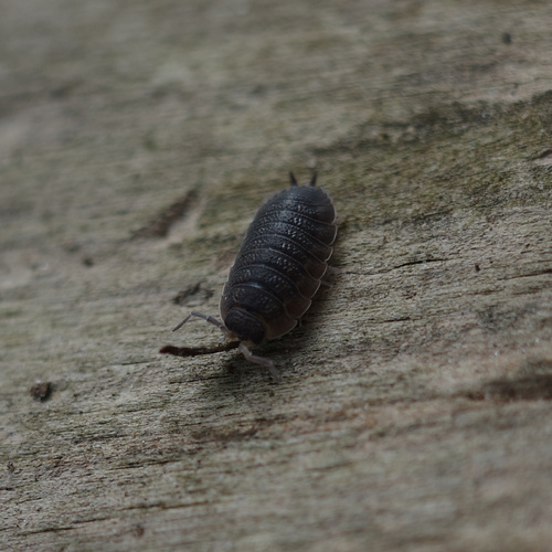 Common Rough Woodlouse