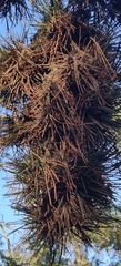 Pinus nigra, photograph (c) Ondřej Křivan, some rights reserved (CC BY)