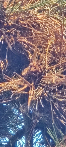 Pinus nigra, photograph 4