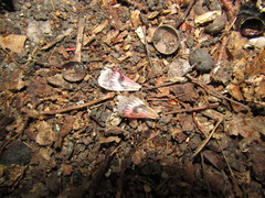 Catocala sponsa