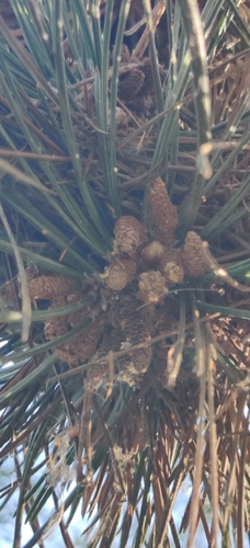 Pinus nigra, photograph 5