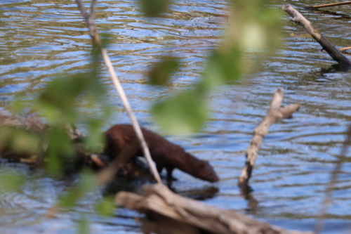 American Mink