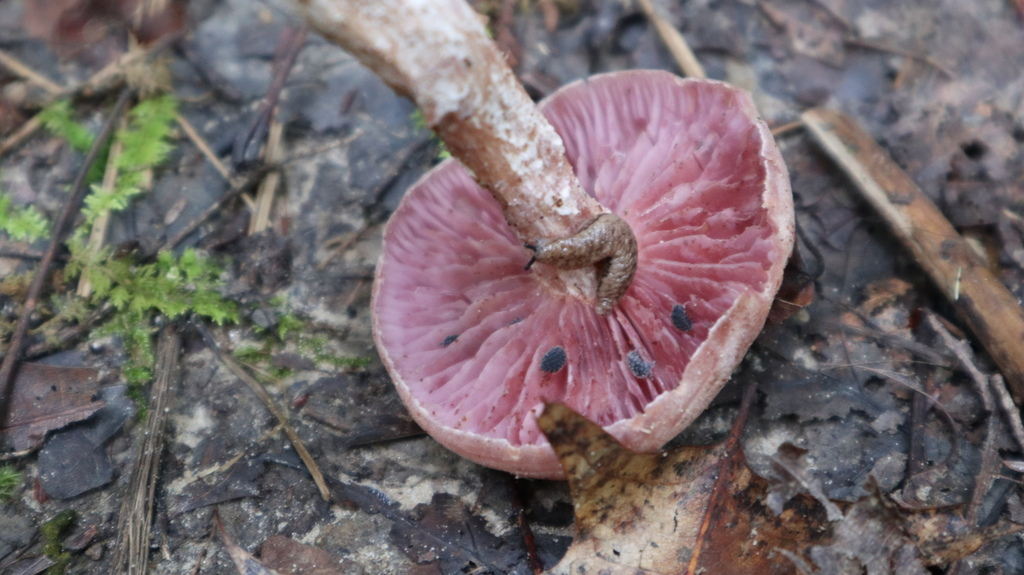 Purple-and-White Deceiver · September 2026 · photo: Photo: (c) Rachel Stepek, some rights reserved (CC BY) · iNaturalist