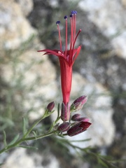 Ipomopsis tenuifolia