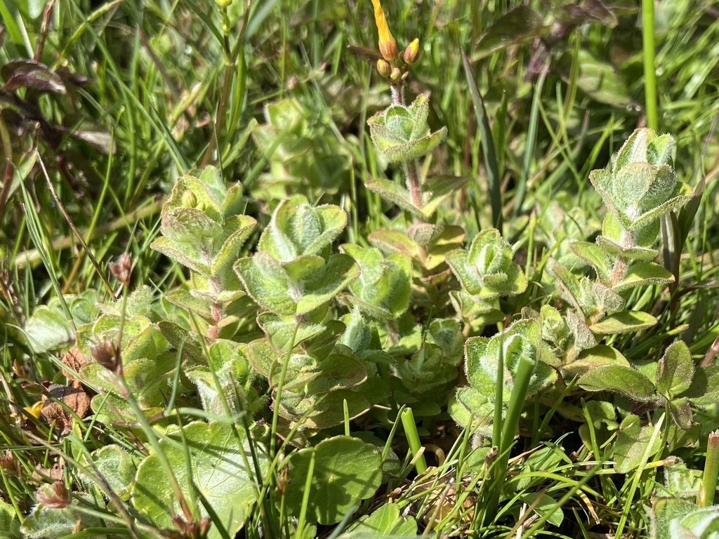 Hypericum elodes; photograph (c) Joss Carr, some rights reserved (CC BY)