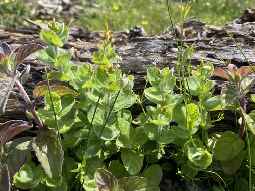 Hypericum elodes, photograph 1