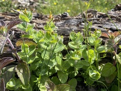 (c) Joss Carr, some rights reserved (CC BY) Hypericum elodes, photograph (c) Joss Carr, some rights reserved (CC BY)