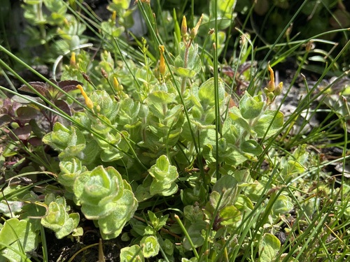 Hypericum elodes, photograph 2