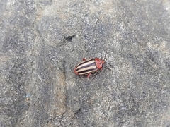 Disonycha latiovittata