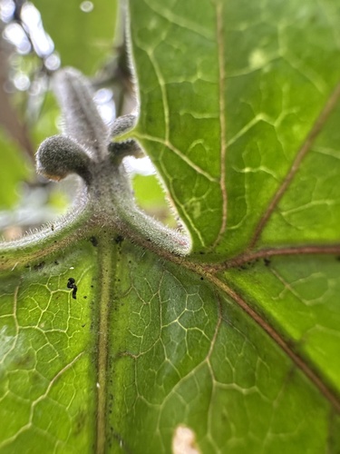 Passiflora adenopoda