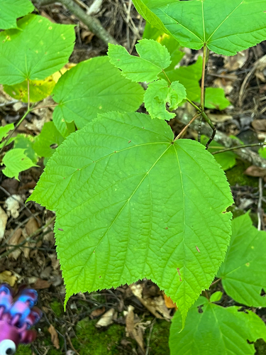 striped maple