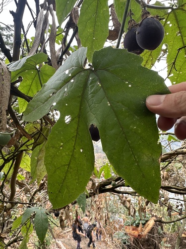 Passiflora adenopoda, photograph 2
