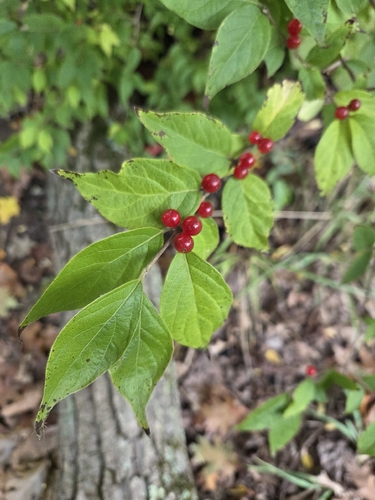 Amur honeysuckle