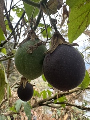 Passiflora adenopoda, photograph (c) Nicolás Baresch Uribe, some rights reserved (CC BY)