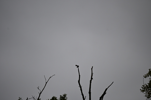 Blue Jay