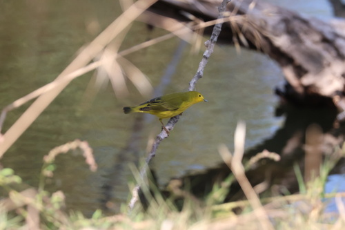 Northern Yellow Warbler