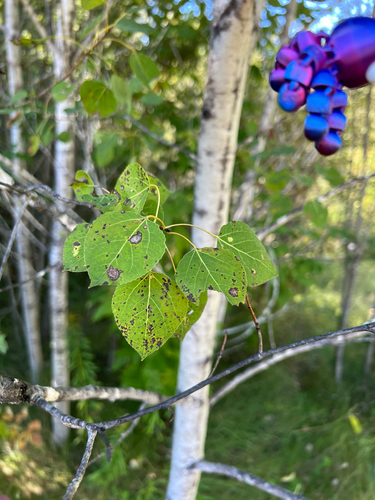 quaking aspen