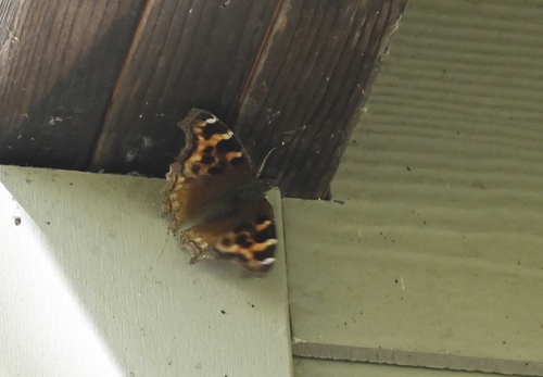 Compton Tortoiseshell