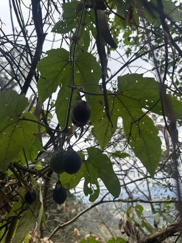 Passiflora adenopoda, photograph 4