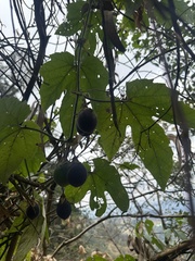 Passiflora adenopoda, photograph (c) Nicolás Baresch Uribe, some rights reserved (CC BY)