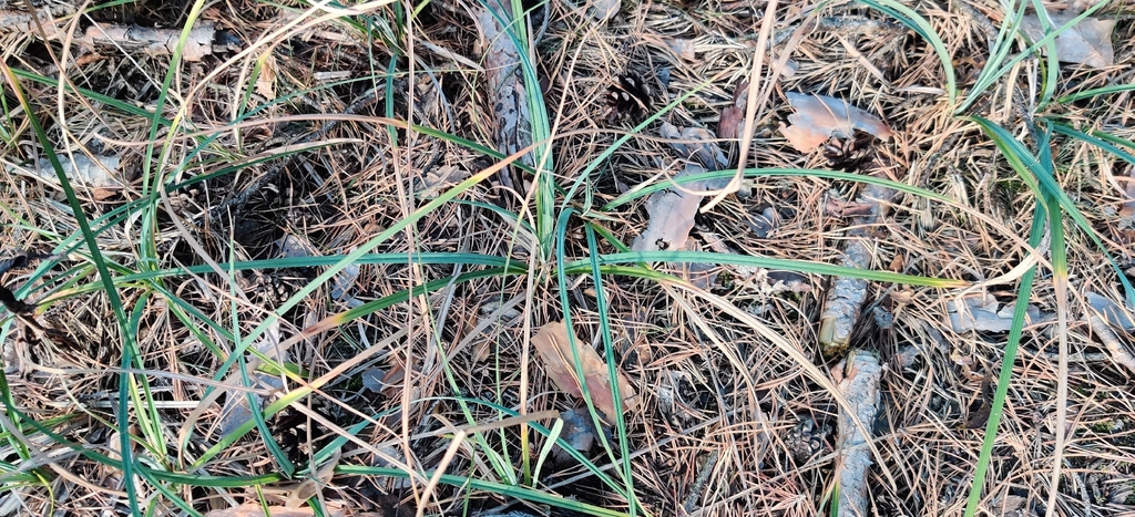 Carex flacca; photograph (c) Ondřej Křivan, some rights reserved (CC BY)