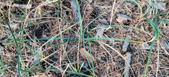 Carex flacca
