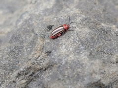 Disonycha latiovittata