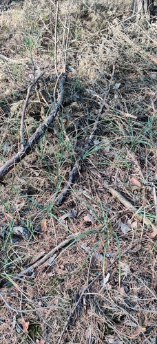 Carex flacca, photograph 1