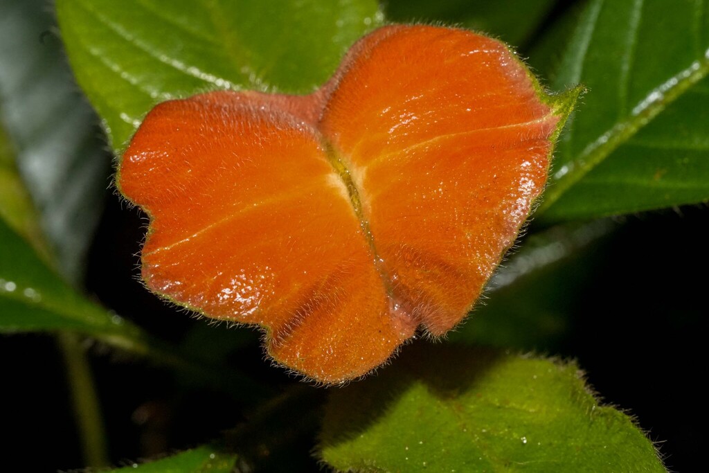 Palicourea tomentosa; photograph (c) Lon Brehmer, some rights reserved (CC BY)