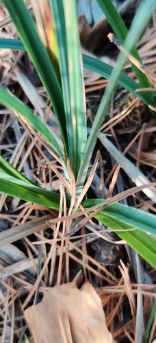 Carex flacca, photograph 3