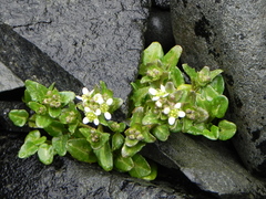Cochlearia groenlandica