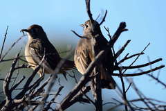 Drymodes brunneopygia