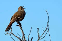 Drymodes brunneopygia