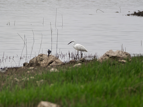 Little Egret