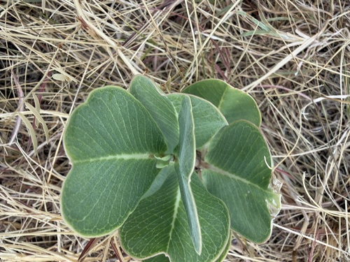 broadleaf milkweed
