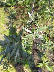 Hippophae rhamnoides
